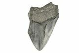 4.31" Partial, Fossil Megalodon Tooth  - #193992-1